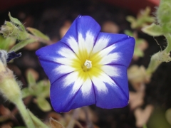 Convolvulus tricolor