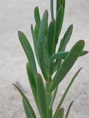 Heliophila linearis
