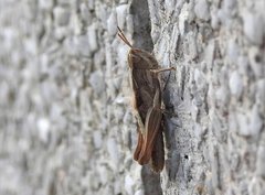 Chorthippus maritimus