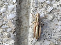 Chorthippus maritimus