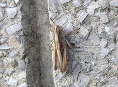 Chorthippus maritimus