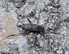 Xylotrechus rusticus