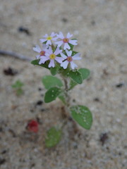 Zaluzianskya gracilis