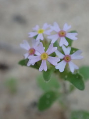 Zaluzianskya gracilis