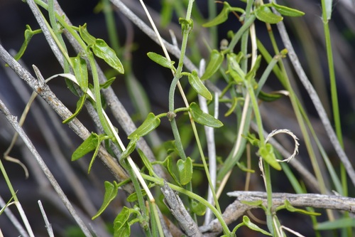 Image of Matelea parvifolia by (c) Michelle W. （鍾偉瑋）, some rights reserved (CC BY)