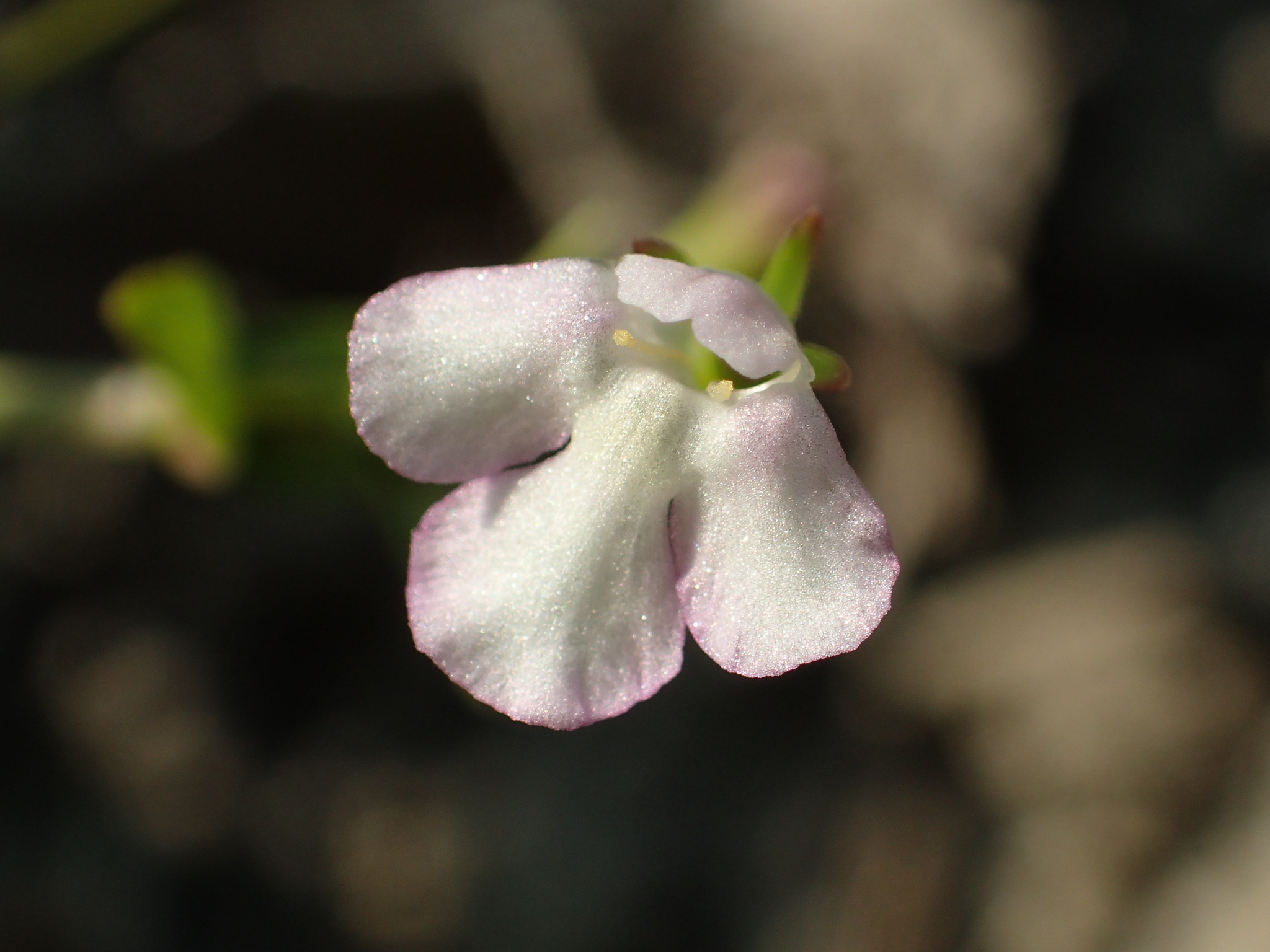 Lindernia procumbens