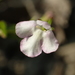 Lindernia procumbens - Photo Ningún derecho reservado, subido por 葉子