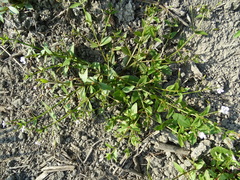 Lindernia procumbens