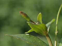 Lindernia procumbens