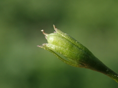 Lindernia procumbens