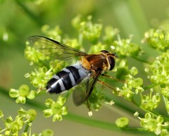 Leucozona glaucia
