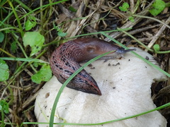 Limax dacampi