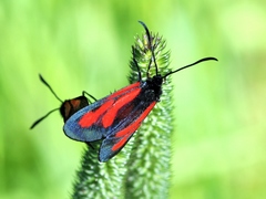 Zygaena osterodensis