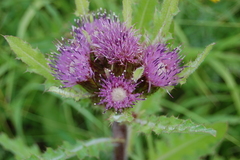 Cirsium acaule esculentum