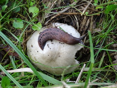 Limax dacampi