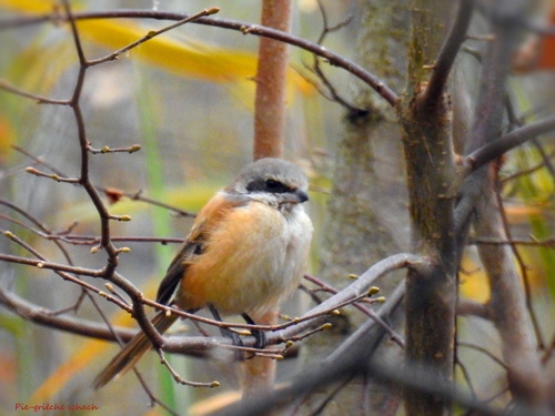 Long-tailed Shrike, Chemin sous le Repuis 34, Grandson, Vaud, CH, photo 7 of 10