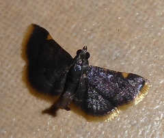 Hypsopygia mauritialis