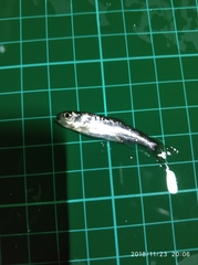 Opsariichthys evolans