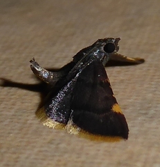 Hypsopygia mauritialis