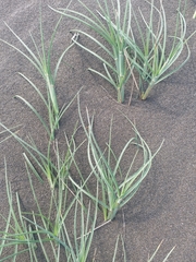 Spinifex littoreus