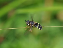 Dasysyrphus tricinctus