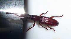 Amorphocephalina
