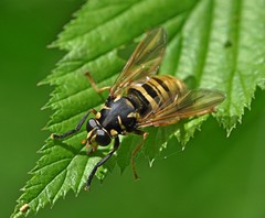 Temnostoma vespiforme