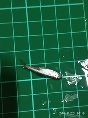 Opsariichthys pachycephalus