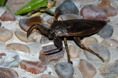 Lethocerus