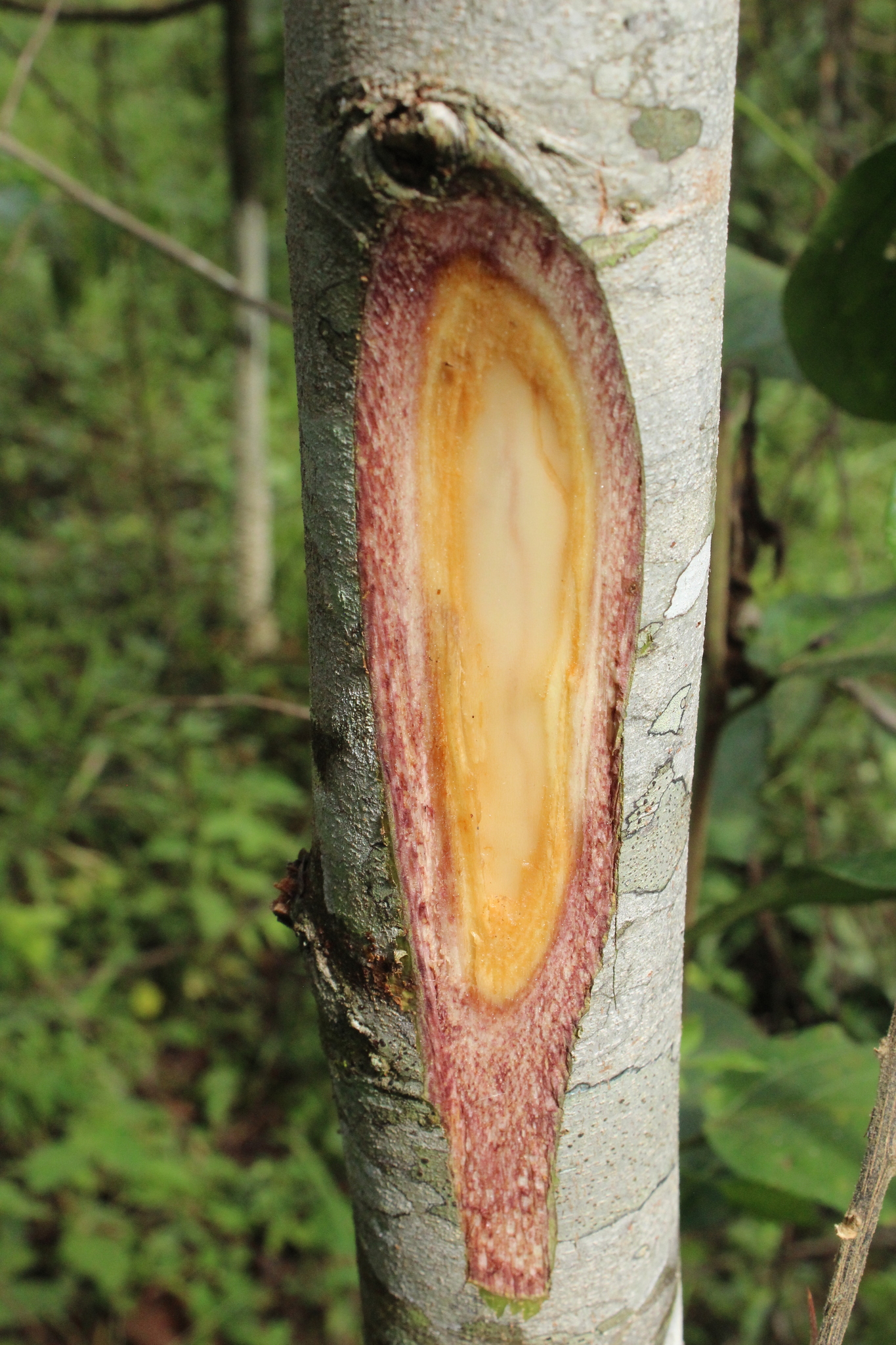 Guazuma ulmifolia