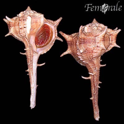 Representative image of Bolinus