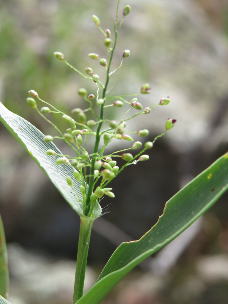 Dichanthelium sphaerocarpon