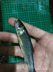 Opsariichthys pachycephalus