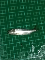 Opsariichthys pachycephalus