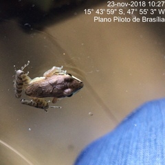 Leptodactylus mystaceus