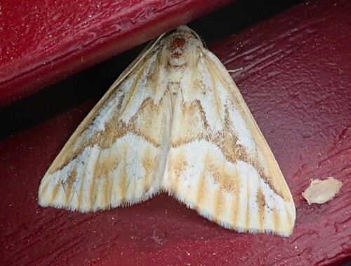 Northern Pine Looper Moth photo 5