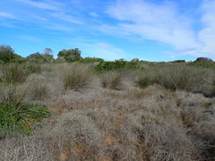 Thamnochortus erectus