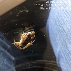 Leptodactylus mystaceus