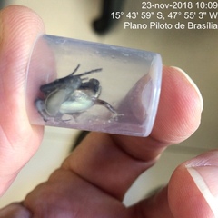 Leptodactylus mystaceus