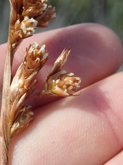 Thamnochortus erectus