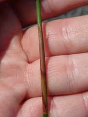 Thamnochortus erectus