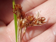 Thamnochortus erectus