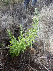 Pseudognaphalium undulatum