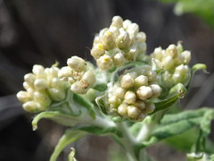 Pseudognaphalium undulatum