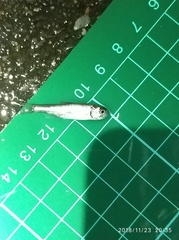 Opsariichthys pachycephalus