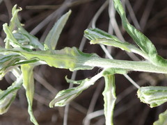 Pseudognaphalium undulatum