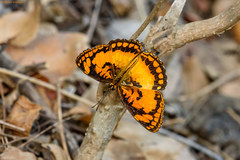 Byblia anvatara anvatara