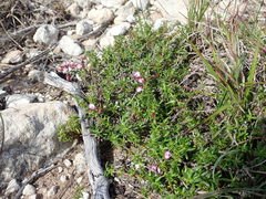Polygala ericifolia