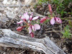 Polygala ericifolia