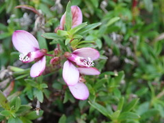 Polygala ericifolia